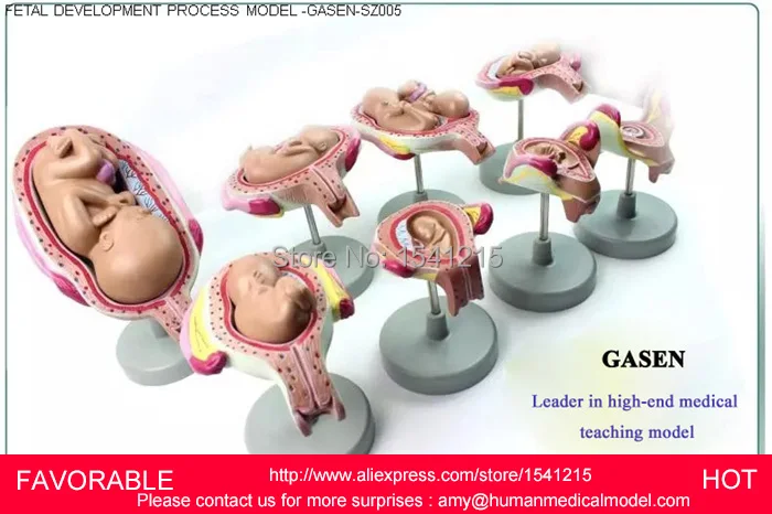 PREGNANCY EMBRYO DEVELOPMENT MODEL,GYNECOLOGICAL FETAL EDUCATION,BABY FETAL DEVELOPMENT PROCESS,FEMALE PELVIC-GASEN-SZ005
PREGNANCY EMBRYO DEVELOPMENT MODEL,GYNECOLOGICAL FETAL EDUCATION,BABY FETAL DEVELOPMENT PROCESS,FEMALE PELVIC-GASEN-SZ005