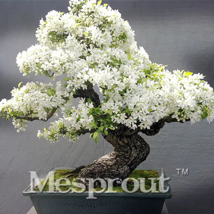 Hot selling 10pcs rare japanese sakura Bonsai oriental cherry blossom Bonsai plants for home & garden free shipping
Hot selling 10pcs rare japanese sakura Bonsai oriental cherry blossom Bonsai plants for home & garden free shipping