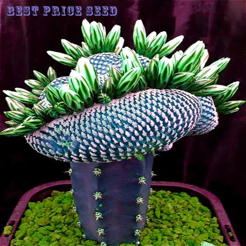 Online kopen Wholesale cactus voor koop uit China cactus voor koop