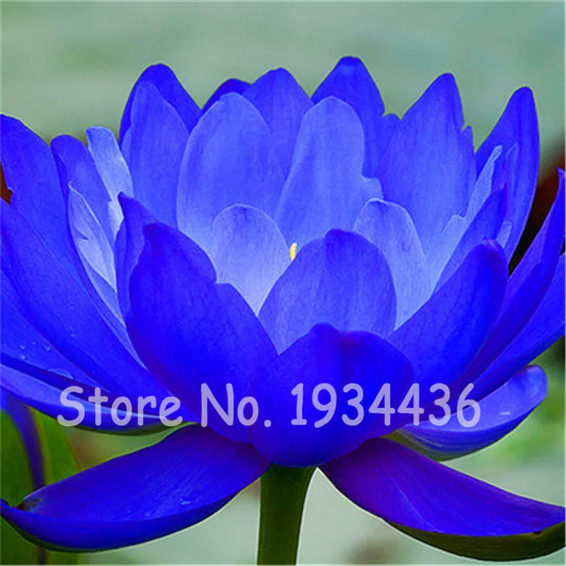 New! 10 Pcs Rare Blue Lotus Flower Water Lily Hydroponic Plants Home Garden Vegetable Rhizome Can Edible Courtyard Bonsai Potted
New! 10 Pcs Rare Blue Lotus Flower Water Lily Hydroponic Plants Home Garden Vegetable Rhizome Can Edible Courtyard Bonsai Potted