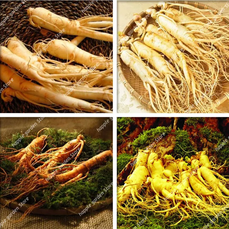 100 Pcs Big Sale! Chinese Ginseng , Panax ginseng Plantas , Potted Bonsai Plant Flower Flores for Home Garden
100 Pcs Big Sale! Chinese Ginseng , Panax ginseng Plantas , Potted Bonsai Plant Flower Flores for Home Garden