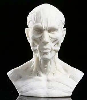 Human simulation 1:1 resin model resin crafts furnishings art painting sketch teaching
Human simulation 1:1 resin model resin crafts furnishings art painting sketch teaching