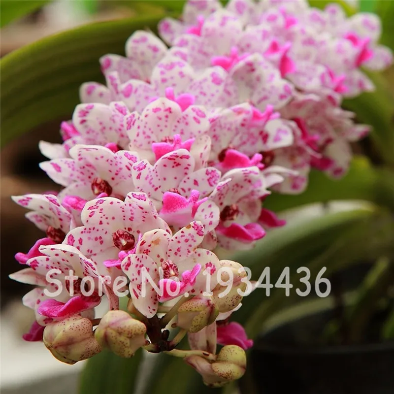 100 Pcs Cymbidium Orchid Plantes Phalaenopsis Orchid Live Plants Orquidea Indoor Flowers Seedling Home Garden Little Tree
100 Pcs Cymbidium Orchid Plantes Phalaenopsis Orchid Live Plants Orquidea Indoor Flowers Seedling Home Garden Little Tree
