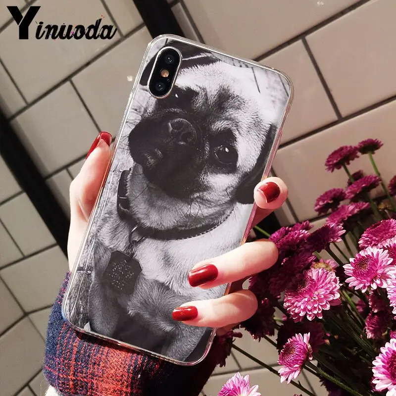Cute pug dog