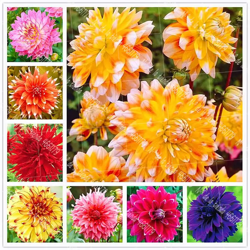50Pcs/Bag Dahlia Bonsai Plant Garden Flower Potted Plant Family Garden Decoration Flower Dali Flower Pot Planting
50Pcs/Bag Dahlia Bonsai Plant Garden Flower Potted Plant Family Garden Decoration Flower Dali Flower Pot Planting