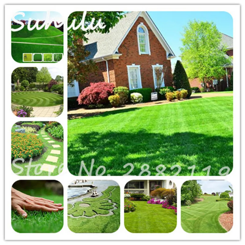 Image Rare Green Grass Seed 100pcs Rare Lawn Seed Semenatsvety Perennial Garden Outdoor Ornamentals Grass Golf Soccer Fields,Villa