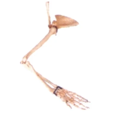Arm bone scapula Collar bone model Medical standard upper limb bone skeleton model free shipping
Arm bone scapula Collar bone model Medical standard upper limb bone skeleton model free shipping