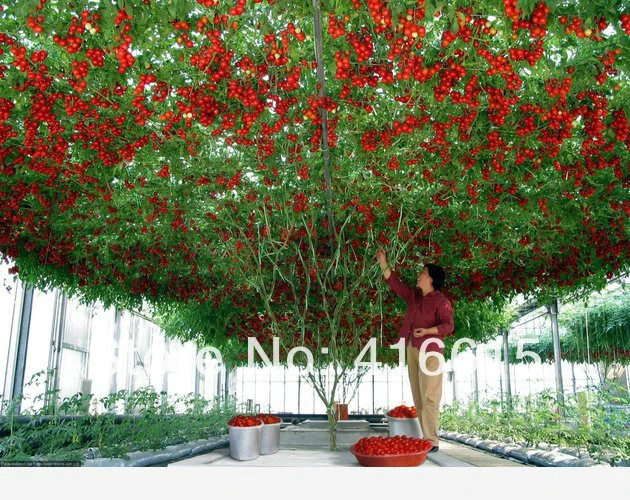 200 Pcs ITALIAN TREE TOMATO 'Trip L Crop' *Comb S/H ,Vine Tomato Climbing Tomato Tree , Plus Mysterious Gift
200 Pcs ITALIAN TREE TOMATO 'Trip L Crop' *Comb S/H ,Vine Tomato Climbing Tomato Tree , Plus Mysterious Gift