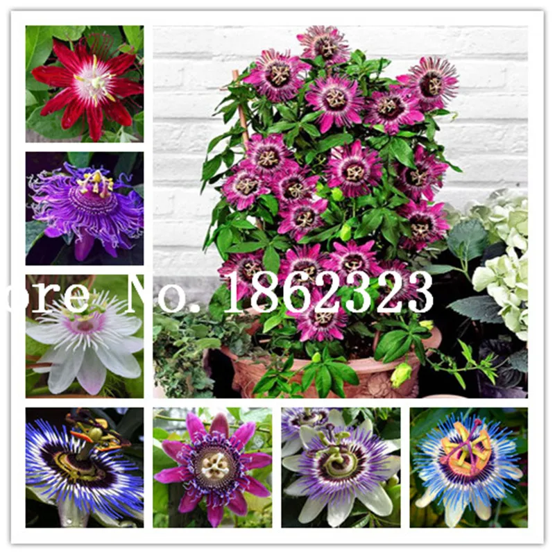 100 Pcs Chinese Passion Bonsai Flower Bonsai Water Lemon Passion Flower,Fragrant Blossoms,Great Tasty Fruit, Vigorous Vine
100 Pcs Chinese Passion Bonsai Flower Bonsai Water Lemon Passion Flower,Fragrant Blossoms,Great Tasty Fruit, Vigorous Vine