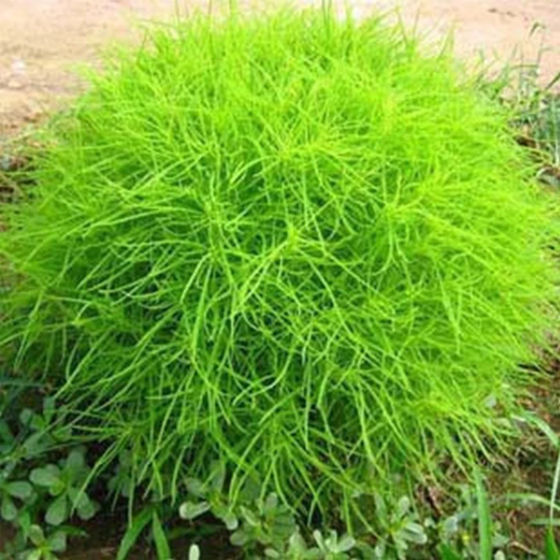 Sementes Semillas Seeds Direct Selling None Home Can Be Mixed Batch Of Cool Expression Seed Gardening Kochia Scoparia 1/bag
Sementes Semillas Seeds Direct Selling None Home Can Be Mixed Batch Of Cool Expression Seed Gardening Kochia Scoparia 1/bag