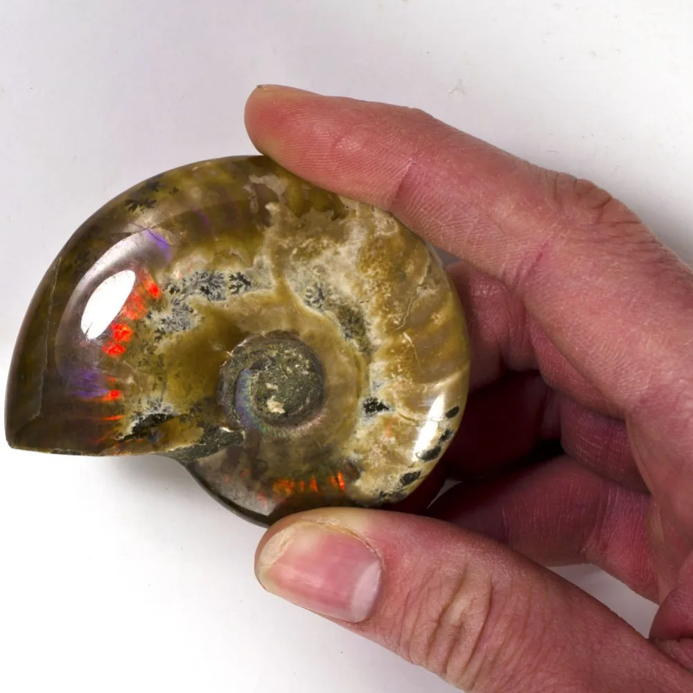 1 pc Premium Iridescent Ammonite Polished Fossi Rainbow Ammonite Specimens ,Approx 35-45mm
1 pc Premium Iridescent Ammonite Polished Fossi Rainbow Ammonite Specimens ,Approx 35-45mm