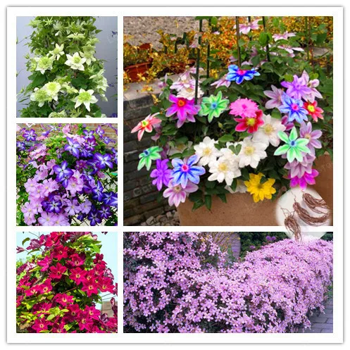 2 Bulbs Multi-Colored Clematis Bulbs,Real Rare Clematis Plant , Outdoor Plant,Natural Growth,Bonsai Home Garden
2 Bulbs Multi-Colored Clematis Bulbs,Real Rare Clematis Plant , Outdoor Plant,Natural Growth,Bonsai Home Garden