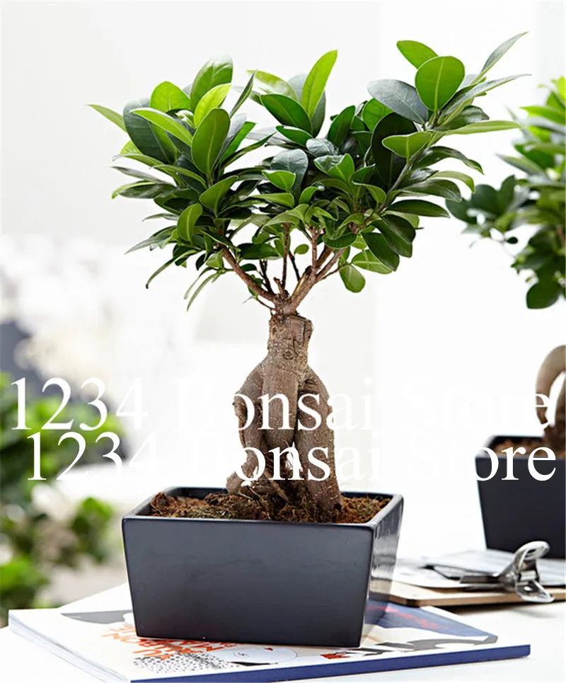 Mini Bonsai 30 pcs High Quality Ficus Microcarpa bonsai Rare Tree plants Bonsai Home And Garden Sementes Plants Semente For Sale
Mini Bonsai 30 pcs High Quality Ficus Microcarpa bonsai Rare Tree plants Bonsai Home And Garden Sementes Plants Semente For Sale