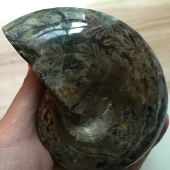 BG699---379g Christmas Decoration for Home Natural Rough Ammonite Conch Shell Specimen Minerals Hot Sale Ornaments
BG699---379g Christmas Decoration for Home Natural Rough Ammonite Conch Shell Specimen Minerals Hot Sale Ornaments