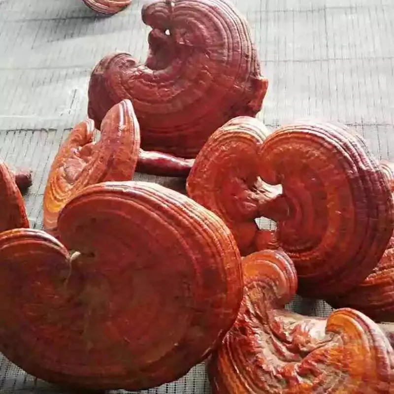 Changbai Mountain, China Wild Ganoderma lucidum Ganoderma red lucidum Strengthen immunity Prolong life
Changbai Mountain, China Wild Ganoderma lucidum Ganoderma red lucidum Strengthen immunity Prolong life