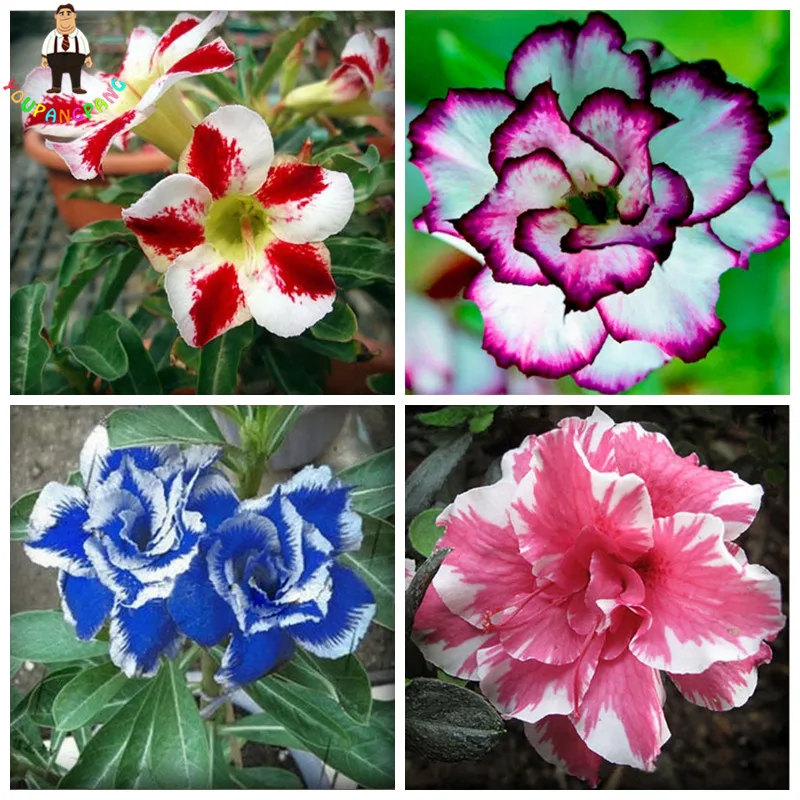 2pcs Rainbow Desert Rose plants Bonsai Thailand Adenium Obesum plants Balcony Flowers plants Mixed Hot Selling
2pcs Rainbow Desert Rose plants Bonsai Thailand Adenium Obesum plants Balcony Flowers plants Mixed Hot Selling
