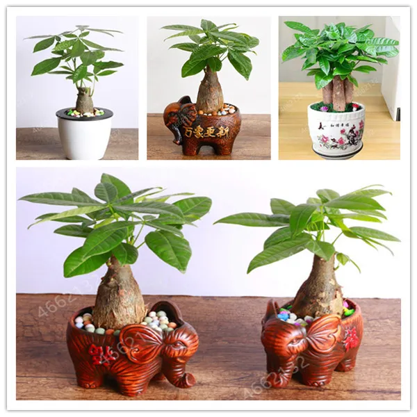 2 Pieces Mini Pachira Macrocarpa Bonsai Hawaiian Make Money Tree Plant Bonsai Pot Indoor Flowers Plant Bonsai DIY Potted Plants
2 Pieces Mini Pachira Macrocarpa Bonsai Hawaiian Make Money Tree Plant Bonsai Pot Indoor Flowers Plant Bonsai DIY Potted Plants