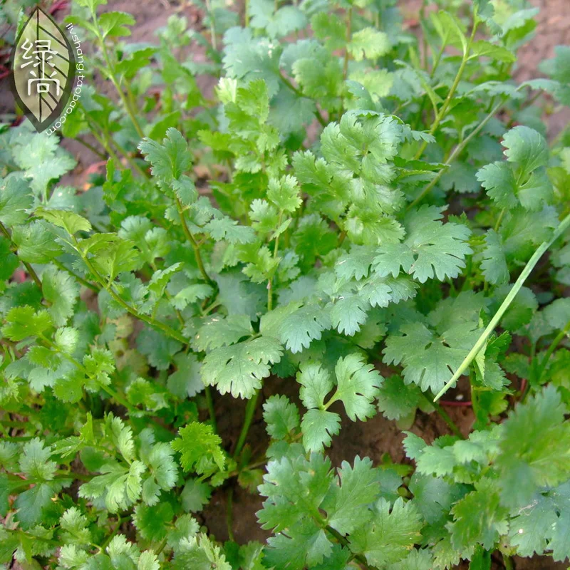 Leaf Coriander bonsai Coriander Sowing 4 Seasons Courtyard Balcony Potted Vegetable bonsai 50 bonsai
Leaf Coriander bonsai Coriander Sowing 4 Seasons Courtyard Balcony Potted Vegetable bonsai 50 bonsai