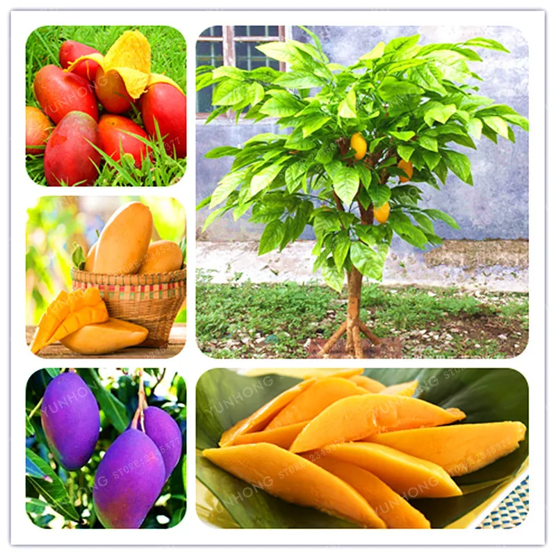 Mango Bonsai Very Delicious Fruit Bonsai Very Easy Grow Plants Fruit Bonsai Potted Plant Decoration Home Garden 1 PCS
Mango Bonsai Very Delicious Fruit Bonsai Very Easy Grow Plants Fruit Bonsai Potted Plant Decoration Home Garden 1 PCS