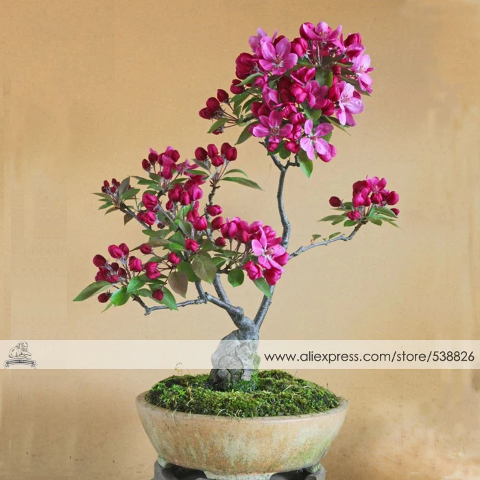 1 Professional Pack, approx 10 Seeds / Pack, Dark Red Apple Flowering Plant Bonsai Tree Seed #NF337