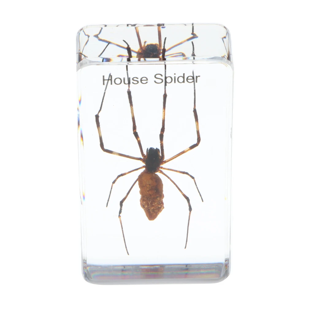 Insect Toy Realistic Resin Bugs Sample Paperweight Educational Game for Children - House Spider
Insect Toy Realistic Resin Bugs Sample Paperweight Educational Game for Children - House Spider