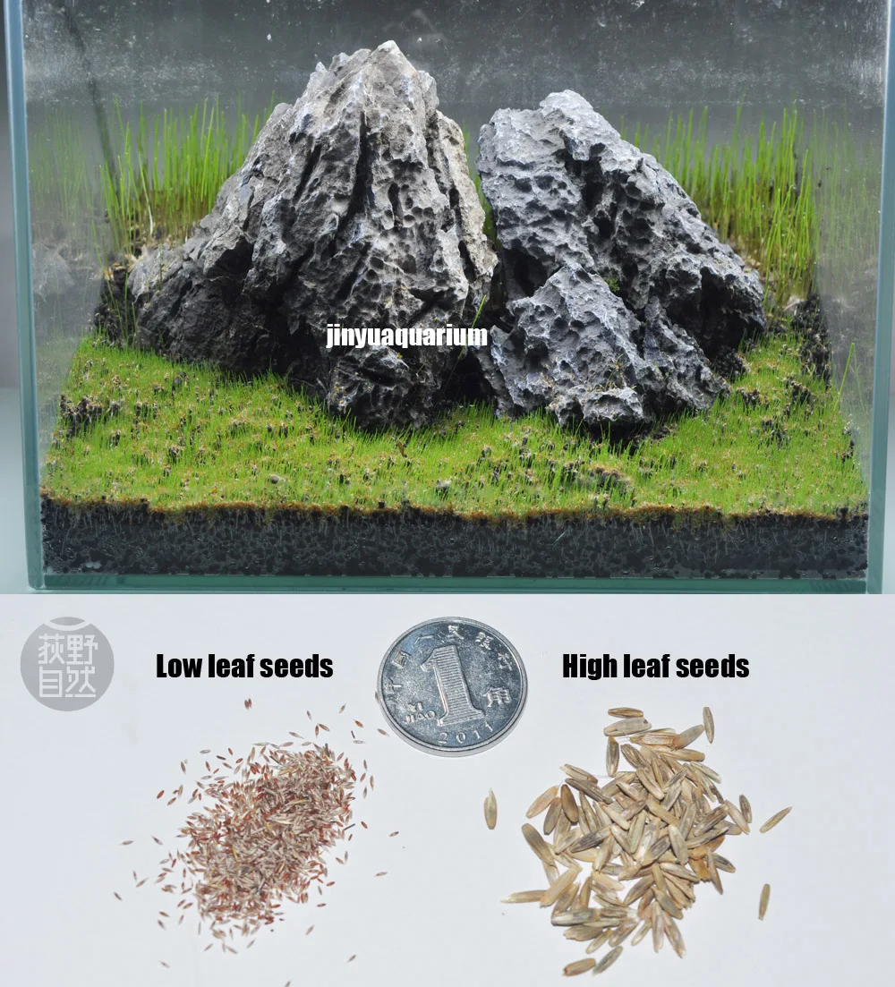 Eleocharis Acicularis similar foreground carpet water plants seed aquarium live aquatic fish tank landscape easy fast grow 
Eleocharis Acicularis similar foreground carpet water plants seed aquarium live aquatic fish tank landscape easy fast grow