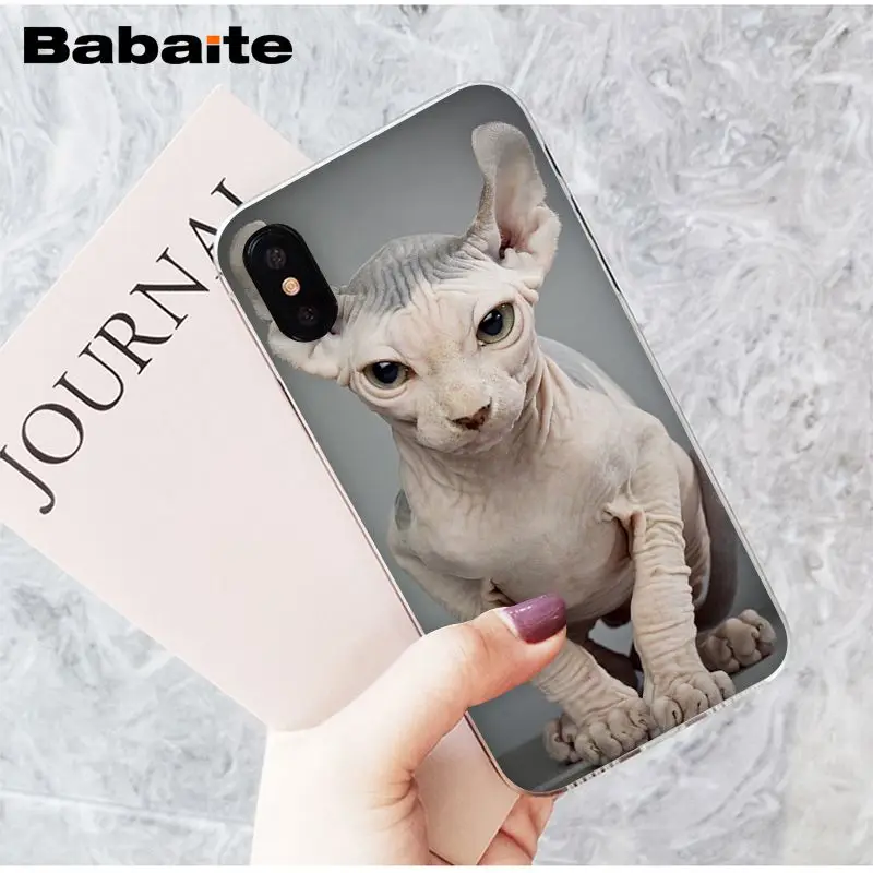 sphynx cat