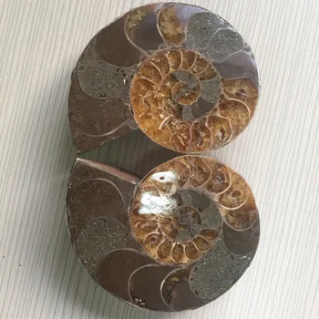 2pcs a lots Natural Rough Ammonite Fossil Specimen Crystal Products for Christmas Ornaments Home Decoration
2pcs a lots Natural Rough Ammonite Fossil Specimen Crystal Products for Christmas Ornaments Home Decoration