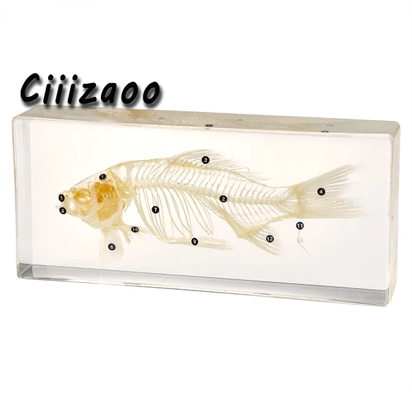 Fish Skeleton Specimen Taxidermy paperweight Collection embedded In Clear Lucite Block Embedding Specimen
Fish Skeleton Specimen Taxidermy paperweight Collection embedded In Clear Lucite Block Embedding Specimen