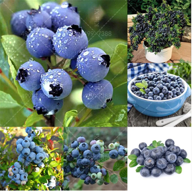 Bonsai 100 pcs/bag American giant blueberry fruit Germination 95%+,rare fruit tree for home garden planting
Bonsai 100 pcs/bag American giant blueberry fruit Germination 95%+,rare fruit tree for home garden planting