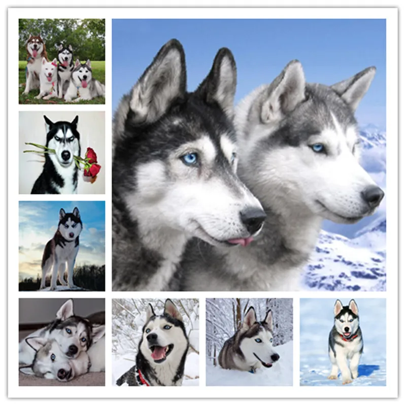 DIY Diamond Painting Cross-Stitch Animal Dog Mosaic Crystal Interesting husky Kit Embroidery Picture Rhinestone craft 2019 new
DIY Diamond Painting Cross-Stitch Animal Dog Mosaic Crystal Interesting husky Kit Embroidery Picture Rhinestone craft 2019 new