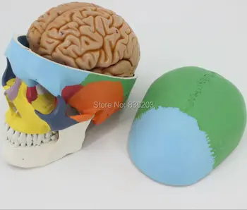 Colored Human 1:1 Human Skull 8 Parts Brain Neurologist Model Anatomical anatomy skeleton veterinary esqueleto humano anatomia
Colored Human 1:1 Human Skull 8 Parts Brain Neurologist Model Anatomical anatomy skeleton veterinary esqueleto humano anatomia