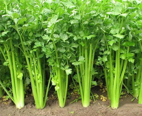 200 Pcs Parsley Bonsai Concentrated Flavor And Tender Crisp Celery Bonsai small home garden cultivati Free Shipping
200 Pcs Parsley Bonsai Concentrated Flavor And Tender Crisp Celery Bonsai small home garden cultivati Free Shipping