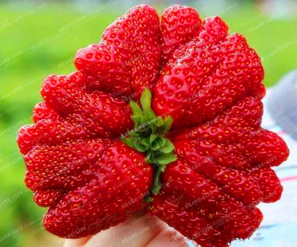 500PCS/bag Giant Strawberry bonsai, Rare, Big as a Peach, Fragaria ananassa L. Maximus Strawberry fruit plant for home garden
500PCS/bag Giant Strawberry bonsai, Rare, Big as a Peach, Fragaria ananassa L. Maximus Strawberry fruit plant for home garden