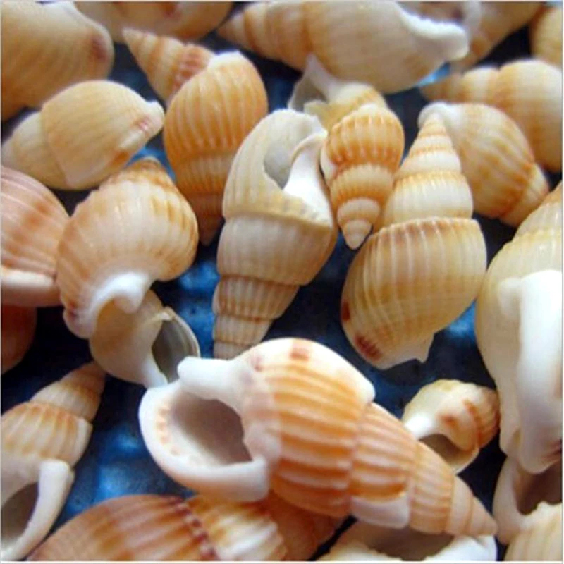 100 pcs Mini Conch Crafts Natural Seashells Conch Shells Micro-landscape Fish Tank Aquarium Crafts Decoration Home Decor
100 pcs Mini Conch Crafts Natural Seashells Conch Shells Micro-landscape Fish Tank Aquarium Crafts Decoration Home Decor