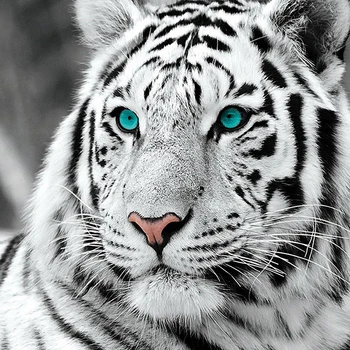 Full Square Diamond embroidery Animal Cross stitch Full Diamond mosaic White Tiger DIY Diamond painting
Full Square Diamond embroidery Animal Cross stitch Full Diamond mosaic White Tiger DIY Diamond painting
