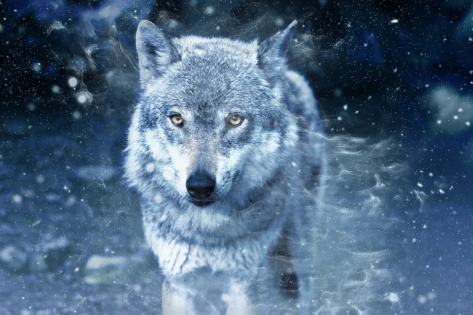 new arrival 5d diamond painting full drill square Diamond "Wolf watch" Cross Stitch Rhinestone Mosaic Painting deco maison
new arrival 5d diamond painting full drill square Diamond "Wolf watch" Cross Stitch Rhinestone Mosaic Painting deco maison
