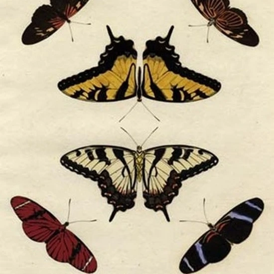 Butterfly Melage II Poster Print (11 x 13)