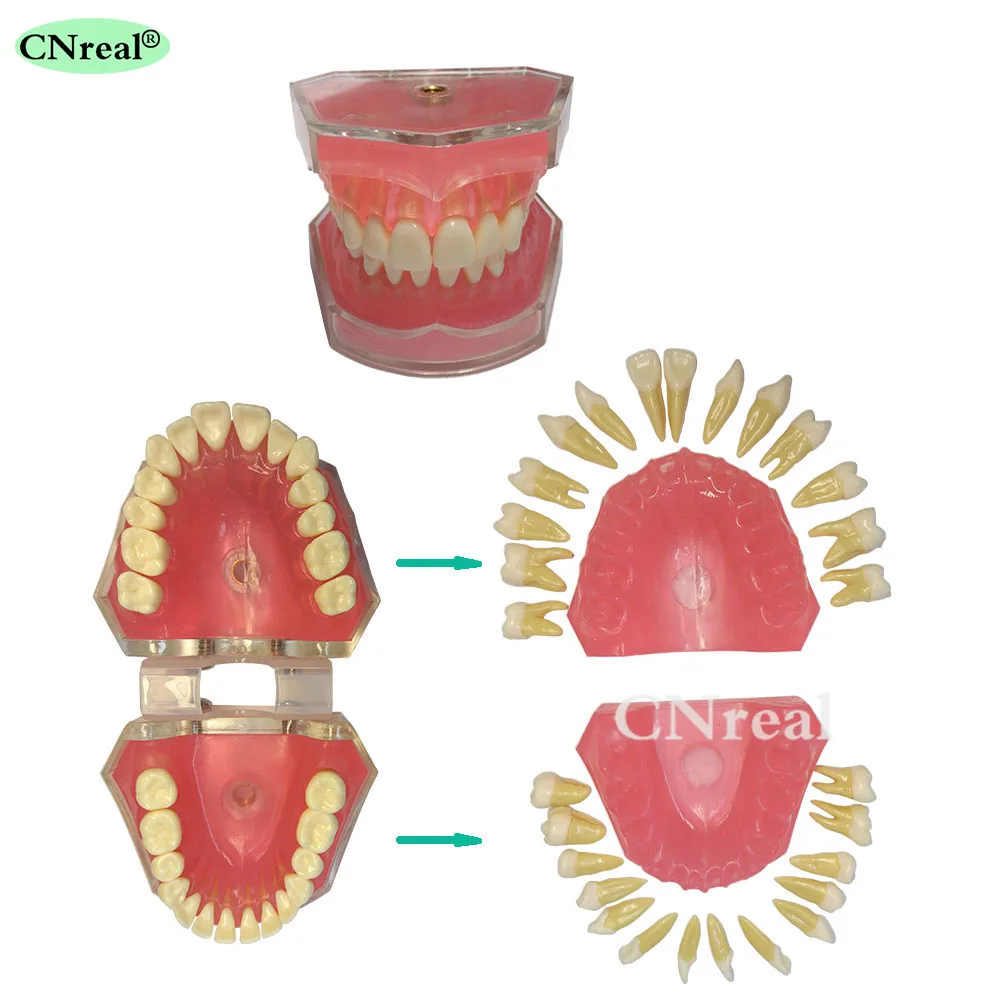 1 Piece Detachable Resin Teeth Model with Soft Silicone Gum for Teaching & Learning/Demo
1 Piece Detachable Resin Teeth Model with Soft Silicone Gum for Teaching & Learning/Demo