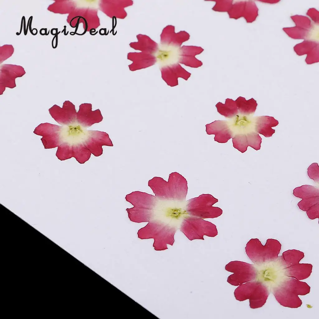 22pcs Mini Natural Dried Flowers Verbena Forget-me-not Embellishment for DIY Pendants Charms Nail Art Decoration