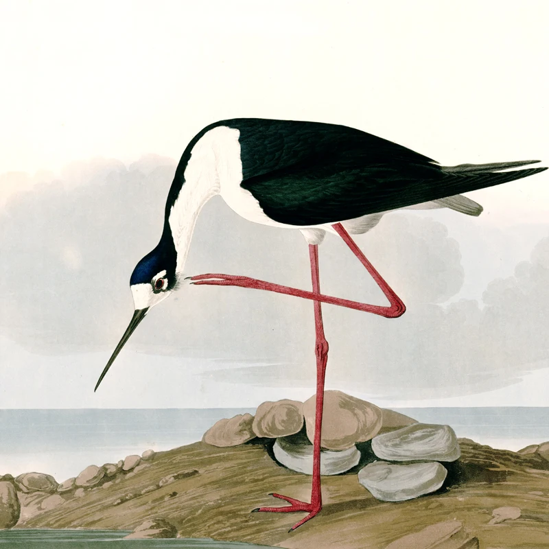 animal canvas print birds world giant poster canvas painting home art pastoral picture Long-legged Avocet by Audubon
animal canvas print birds world giant poster canvas painting home art pastoral picture Long-legged Avocet by Audubon