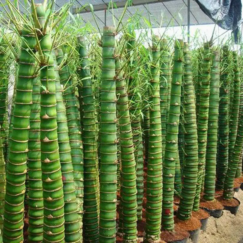 Rare Bamboo Bonsai Decorative Garden Bambusa Ventricosa Bonsai herb Bonsai Plant For DIY Home Garden 50 Pcs/Bag
Rare Bamboo Bonsai Decorative Garden Bambusa Ventricosa Bonsai herb Bonsai Plant For DIY Home Garden 50 Pcs/Bag