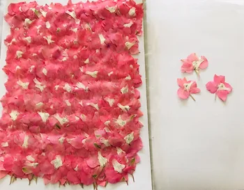 120pcs Pressed Dried Pink Consolida Ajacis Stalk Flower Plant Herbarium For Jewelry Phone Case Frame Postcard Bookmark Making
120pcs Pressed Dried Pink Consolida Ajacis Stalk Flower Plant Herbarium For Jewelry Phone Case Frame Postcard Bookmark Making