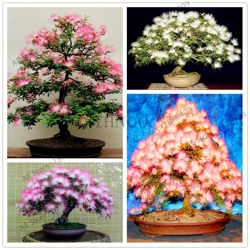 New arrival!20pcs/bag Albizia flower flores,albizia julibrissin plantas,bonsai tree plant for home and garden,easy to plant
New arrival!20pcs/bag Albizia flower flores,albizia julibrissin plantas,bonsai tree plant for home and garden,easy to plant