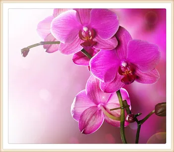 Red Jade orchid 30x35 Wholesale DIY Diamond Painting Home Decoration Rhinestone Wall Stickers Embroidery Needlework
Red Jade orchid 30x35 Wholesale DIY Diamond Painting Home Decoration Rhinestone Wall Stickers Embroidery Needlework