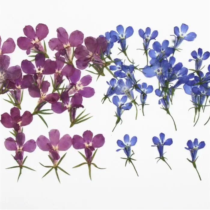 250pcs 1-3cm Pressed Dried Blue/Purple Lobelia Erinus Flower Plant Herbarium For Jewelry Postcard Invitation Card Phone Case DIY
250pcs 1-3cm Pressed Dried Blue/Purple Lobelia Erinus Flower Plant Herbarium For Jewelry Postcard Invitation Card Phone Case DIY