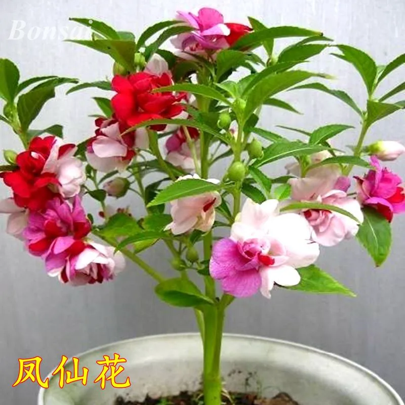 Impatiens Balsamina Rare Double Balsam Bonsai Perennial Flower Bonsai Potted Plant For Home Garden 100 Pcs / Bag
Impatiens Balsamina Rare Double Balsam Bonsai Perennial Flower Bonsai Potted Plant For Home Garden 100 Pcs / Bag