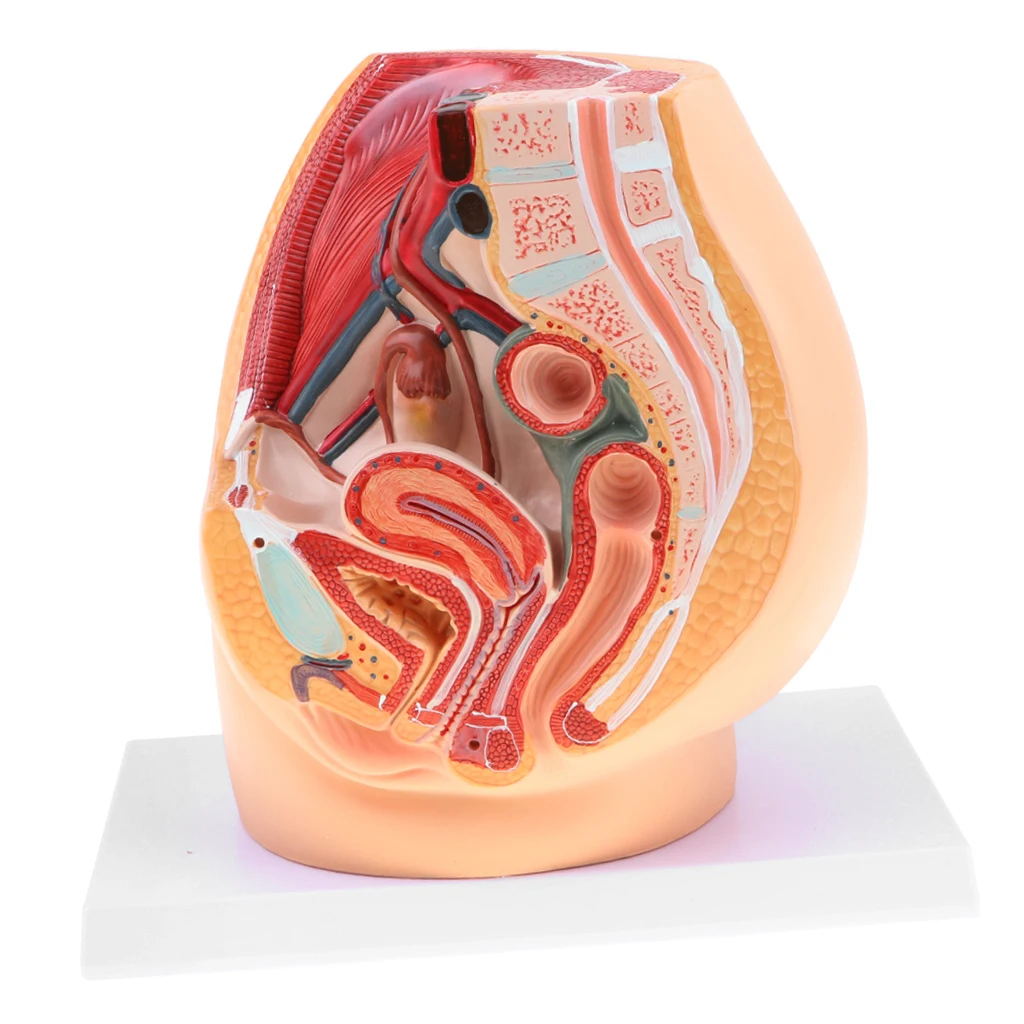 Median Sagittal Section 1:1 Human Female Pelvic & Abdominal Cavity Structure Model Pelvic Muscles Medical Study Lab Supplies