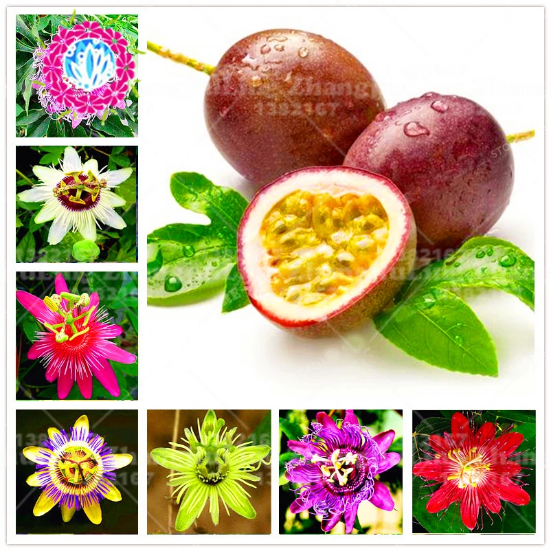 10pcs super rare Passionflower Potted bonsai Rare flower plant Passiflora Ornamental Plant for home garden
10pcs super rare Passionflower Potted bonsai Rare flower plant Passiflora Ornamental Plant for home garden