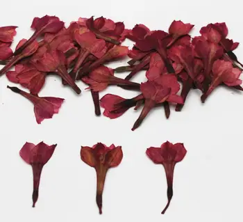 120pcs Pressed Dried Daffodils Flower Buds Plants Herbarium For Jewelry Phone Case Photo Frame Postcard Making 
120pcs Pressed Dried Daffodils Flower Buds Plants Herbarium For Jewelry Phone Case Photo Frame Postcard Making